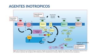 Agentes Inotropicos Farmacología Cardiovascular: Agentes Vasopresores e Inotrópicos en el ...