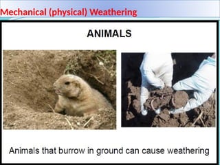 Mechanical (physical) Weathering
 