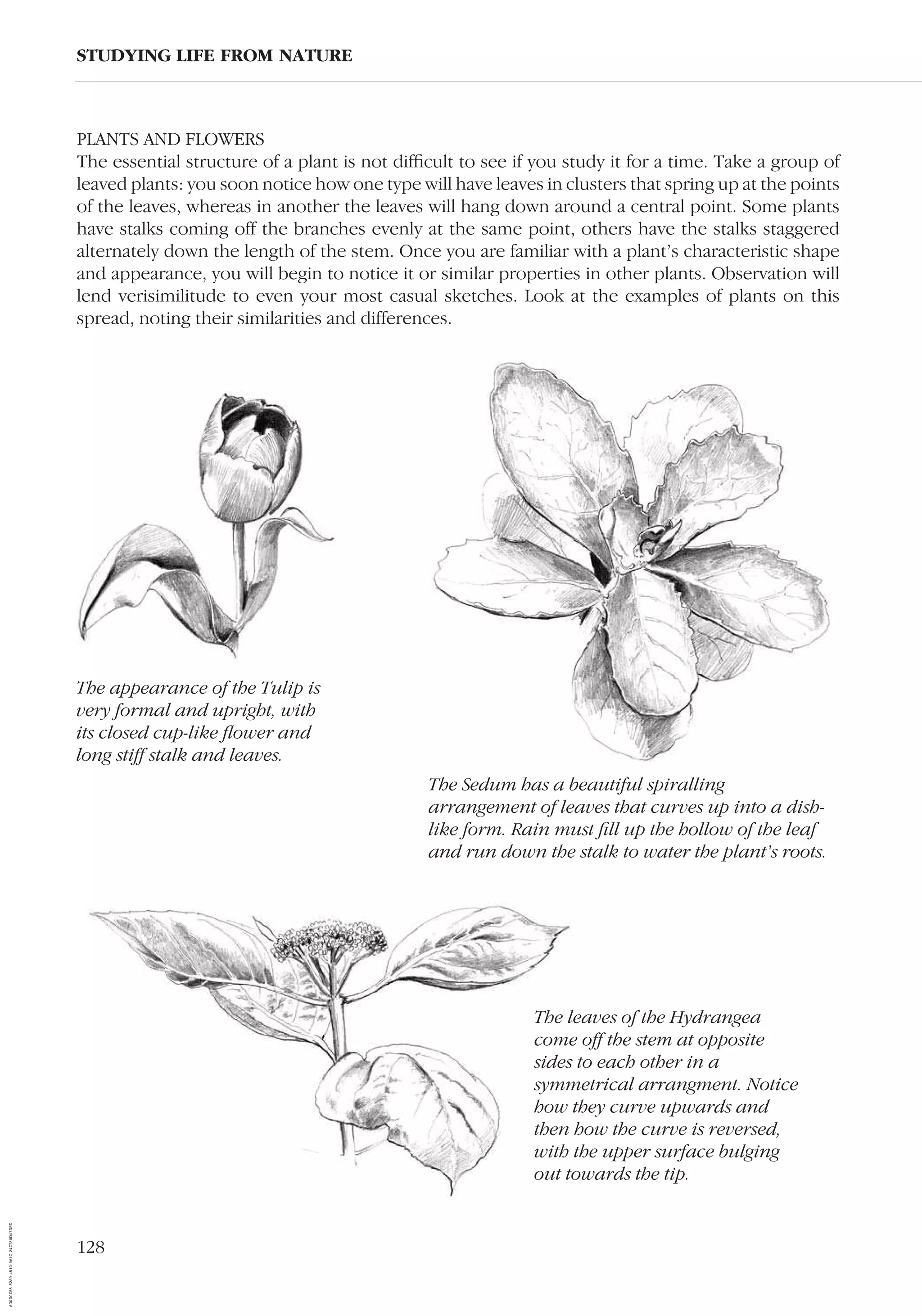 128
PLANTS AND FLOWERS
The essential structure of a plant is not difﬁcult to see if you study it for a time. Take a group of
leaved plants: you soon notice how one type will have leaves in clusters that spring up at the points
of the leaves, whereas in another the leaves will hang down around a central point. Some plants
have stalks coming off the branches evenly at the same point, others have the stalks staggered
alternately down the length of the stem. Once you are familiar with a plant’s characteristic shape
and appearance, you will begin to notice it or similar properties in other plants. Observation will
lend verisimilitude to even your most casual sketches. Look at the examples of plants on this
spread, noting their similarities and differences.
STUDYING LIFE FROM NATURE
The Sedum has a beautiful spiralling
arrangement of leaves that curves up into a dish-
like form. Rain must ﬁll up the hollow of the leaf
and run down the stalk to water the plant’s roots.
The leaves of the Hydrangea
come off the stem at opposite
sides to each other in a
symmetrical arrangment. Notice
how they curve upwards and
then how the curve is reversed,
with the upper surface bulging
out towards the tip.
The appearance of the Tulip is
very formal and upright, with
its closed cup-like ﬂower and
long stiff stalk and leaves.
AD0D0C58-52A9-4510-9A1C-24C780D47DED
 