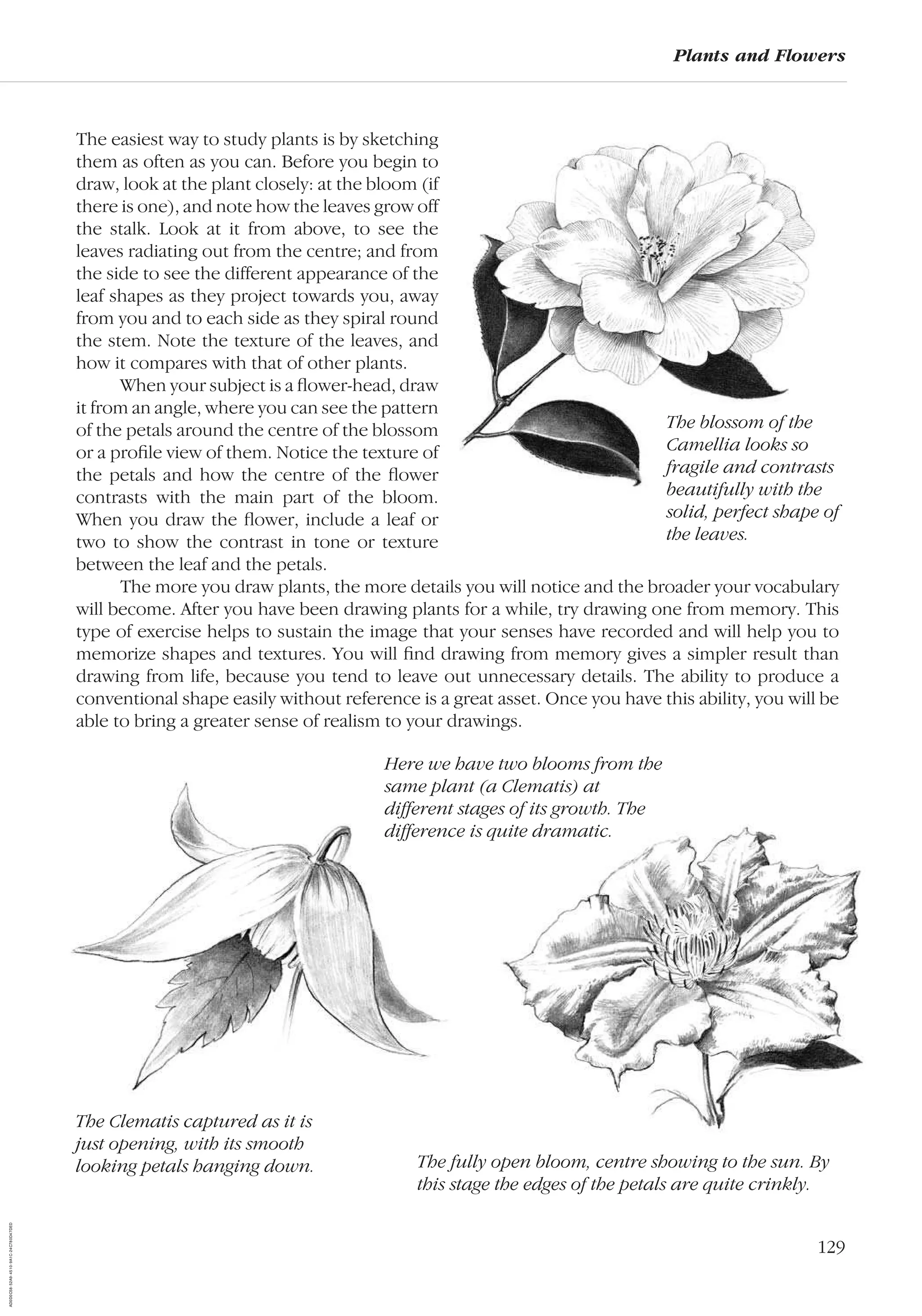 129
The easiest way to study plants is by sketching
them as often as you can. Before you begin to
draw, look at the plant closely: at the bloom (if
there is one), and note how the leaves grow off
the stalk. Look at it from above, to see the
leaves radiating out from the centre; and from
the side to see the different appearance of the
leaf shapes as they project towards you, away
from you and to each side as they spiral round
the stem. Note the texture of the leaves, and
how it compares with that of other plants.
When your subject is a ﬂower-head, draw
it from an angle, where you can see the pattern
of the petals around the centre of the blossom
or a proﬁle view of them. Notice the texture of
the petals and how the centre of the ﬂower
contrasts with the main part of the bloom.
When you draw the ﬂower, include a leaf or
two to show the contrast in tone or texture
between the leaf and the petals.
The more you draw plants, the more details you will notice and the broader your vocabulary
will become. After you have been drawing plants for a while, try drawing one from memory. This
type of exercise helps to sustain the image that your senses have recorded and will help you to
memorize shapes and textures. You will ﬁnd drawing from memory gives a simpler result than
drawing from life, because you tend to leave out unnecessary details. The ability to produce a
conventional shape easily without reference is a great asset. Once you have this ability, you will be
able to bring a greater sense of realism to your drawings.
Plants and Flowers
Here we have two blooms from the
same plant (a Clematis) at
different stages of its growth. The
difference is quite dramatic.
The Clematis captured as it is
just opening, with its smooth
looking petals hanging down. The fully open bloom, centre showing to the sun. By
this stage the edges of the petals are quite crinkly.
The blossom of the
Camellia looks so
fragile and contrasts
beautifully with the
solid, perfect shape of
the leaves.
AD0D0C58-52A9-4510-9A1C-24C780D47DED
 