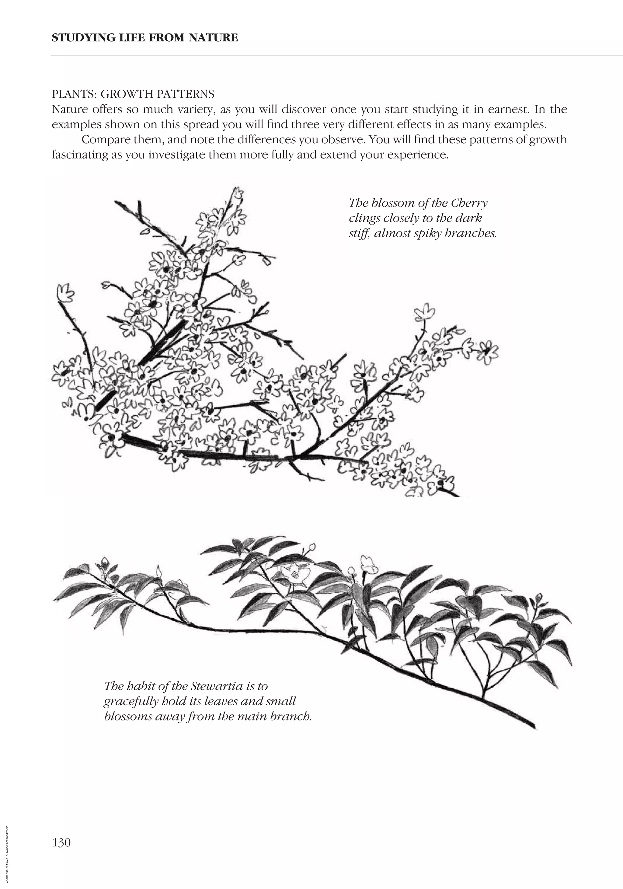 130
PLANTS: GROWTH PATTERNS
Nature offers so much variety, as you will discover once you start studying it in earnest. In the
examples shown on this spread you will ﬁnd three very different effects in as many examples.
Compare them, and note the differences you observe. You will ﬁnd these patterns of growth
fascinating as you investigate them more fully and extend your experience.
STUDYING LIFE FROM NATURE
The blossom of the Cherry
clings closely to the dark
stiff, almost spiky branches.
The habit of the Stewartia is to
gracefully hold its leaves and small
blossoms away from the main branch.
AD0D0C58-52A9-4510-9A1C-24C780D47DED
 