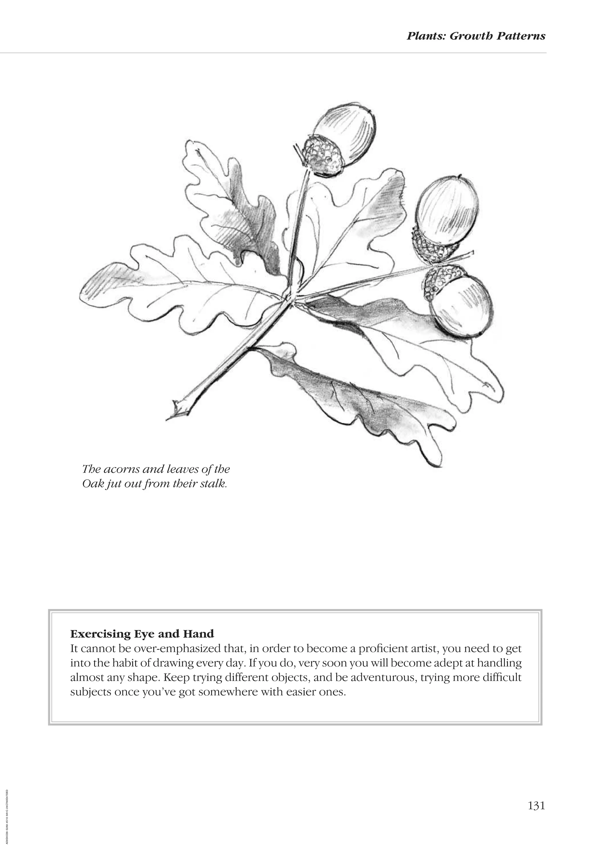 131
Plants: Growth Patterns
Exercising Eye and Hand
It cannot be over-emphasized that, in order to become a proﬁcient artist, you need to get
into the habit of drawing every day. If you do, very soon you will become adept at handling
almost any shape. Keep trying different objects, and be adventurous, trying more difﬁcult
subjects once you’ve got somewhere with easier ones.
The acorns and leaves of the
Oak jut out from their stalk.
AD0D0C58-52A9-4510-9A1C-24C780D47DED
 