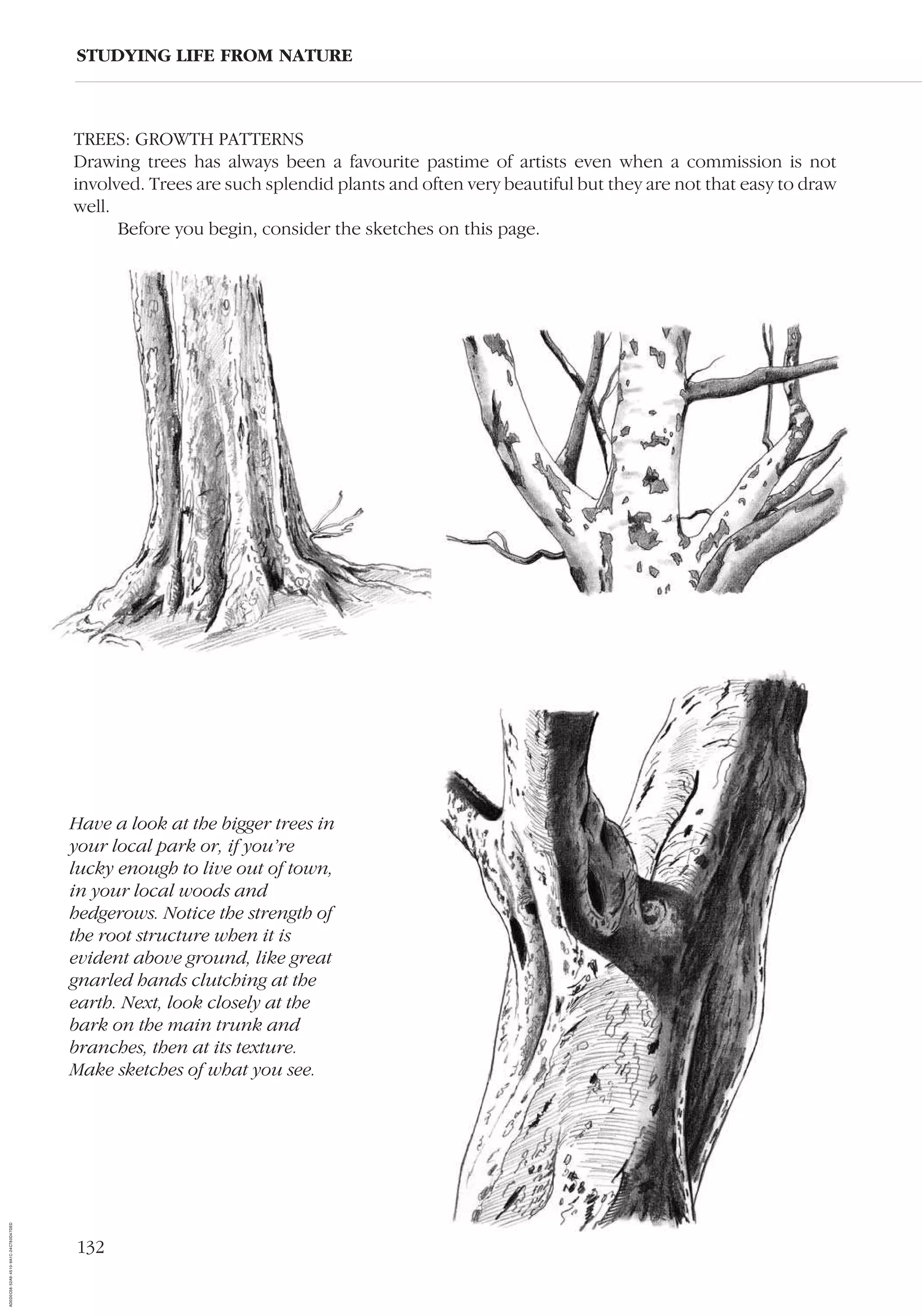 132
TREES: GROWTH PATTERNS
Drawing trees has always been a favourite pastime of artists even when a commission is not
involved. Trees are such splendid plants and often very beautiful but they are not that easy to draw
well.
Before you begin, consider the sketches on this page.
STUDYING LIFE FROM NATURE
Have a look at the bigger trees in
your local park or, if you’re
lucky enough to live out of town,
in your local woods and
hedgerows. Notice the strength of
the root structure when it is
evident above ground, like great
gnarled hands clutching at the
earth. Next, look closely at the
bark on the main trunk and
branches, then at its texture.
Make sketches of what you see.
AD0D0C58-52A9-4510-9A1C-24C780D47DED
 