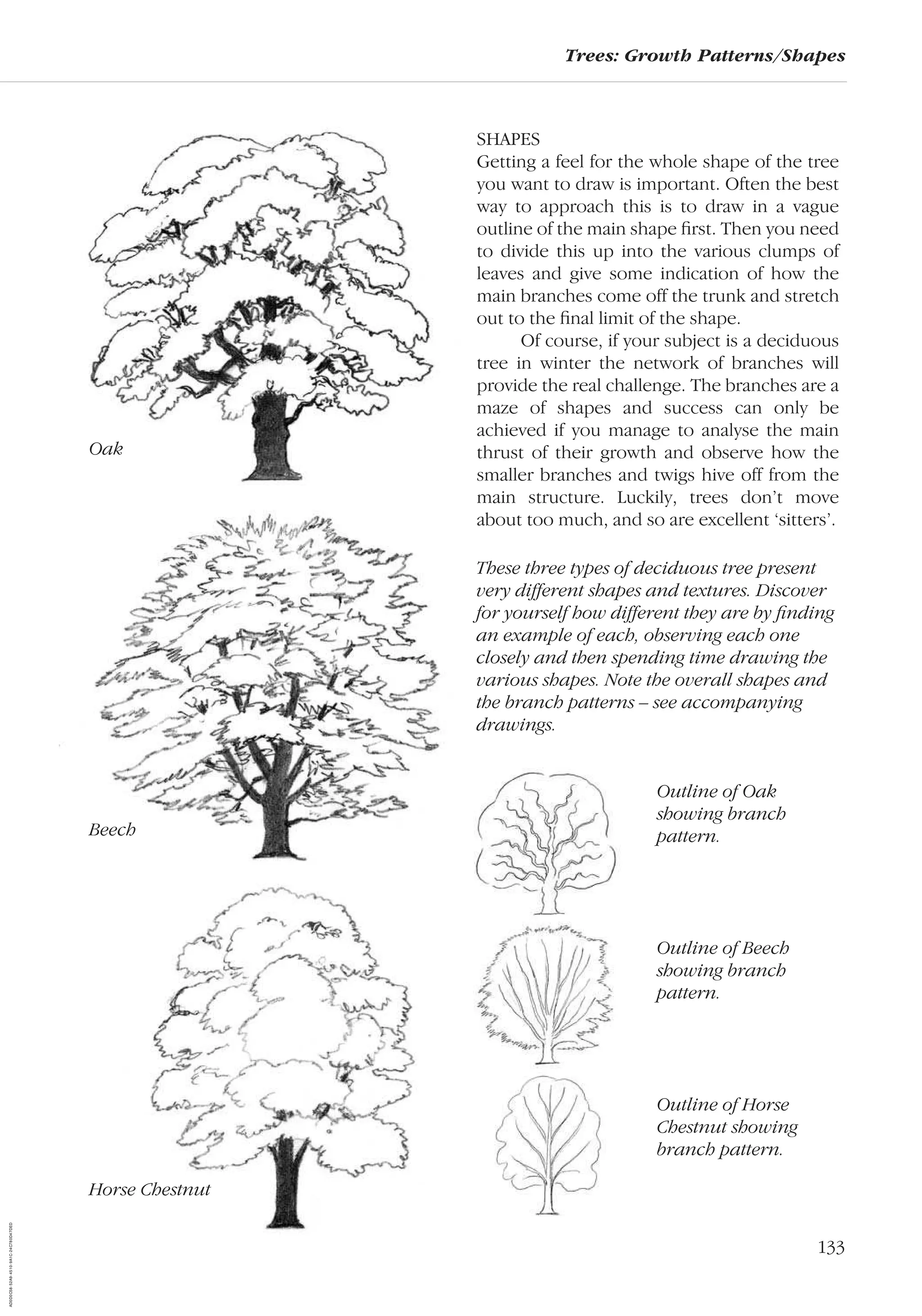 133
Trees: Growth Patterns/Shapes
SHAPES
Getting a feel for the whole shape of the tree
you want to draw is important. Often the best
way to approach this is to draw in a vague
outline of the main shape ﬁrst. Then you need
to divide this up into the various clumps of
leaves and give some indication of how the
main branches come off the trunk and stretch
out to the ﬁnal limit of the shape.
Of course, if your subject is a deciduous
tree in winter the network of branches will
provide the real challenge. The branches are a
maze of shapes and success can only be
achieved if you manage to analyse the main
thrust of their growth and observe how the
smaller branches and twigs hive off from the
main structure. Luckily, trees don’t move
about too much, and so are excellent ‘sitters’.
These three types of deciduous tree present
very different shapes and textures. Discover
for yourself how different they are by ﬁnding
an example of each, observing each one
closely and then spending time drawing the
various shapes. Note the overall shapes and
the branch patterns – see accompanying
drawings.
Outline of Oak
showing branch
pattern.
Outline of Beech
showing branch
pattern.
Outline of Horse
Chestnut showing
branch pattern.
Oak
Beech
Horse Chestnut
AD0D0C58-52A9-4510-9A1C-24C780D47DED
 