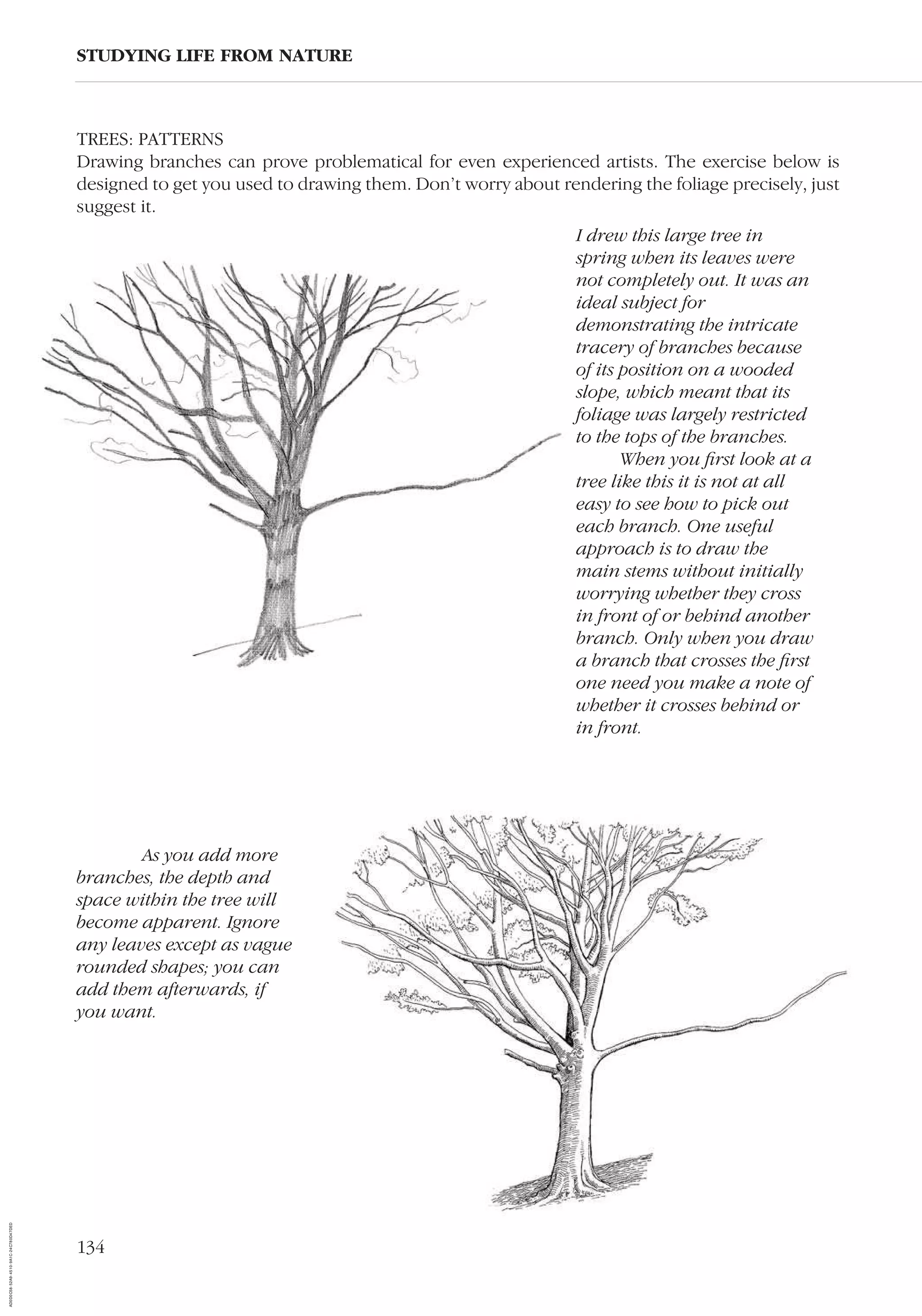 134
STUDYING LIFE FROM NATURE
TREES: PATTERNS
Drawing branches can prove problematical for even experienced artists. The exercise below is
designed to get you used to drawing them. Don’t worry about rendering the foliage precisely, just
suggest it.
As you add more
branches, the depth and
space within the tree will
become apparent. Ignore
any leaves except as vague
rounded shapes; you can
add them afterwards, if
you want.
I drew this large tree in
spring when its leaves were
not completely out. It was an
ideal subject for
demonstrating the intricate
tracery of branches because
of its position on a wooded
slope, which meant that its
foliage was largely restricted
to the tops of the branches.
When you ﬁrst look at a
tree like this it is not at all
easy to see how to pick out
each branch. One useful
approach is to draw the
main stems without initially
worrying whether they cross
in front of or behind another
branch. Only when you draw
a branch that crosses the ﬁrst
one need you make a note of
whether it crosses behind or
in front.
AD0D0C58-52A9-4510-9A1C-24C780D47DED
 