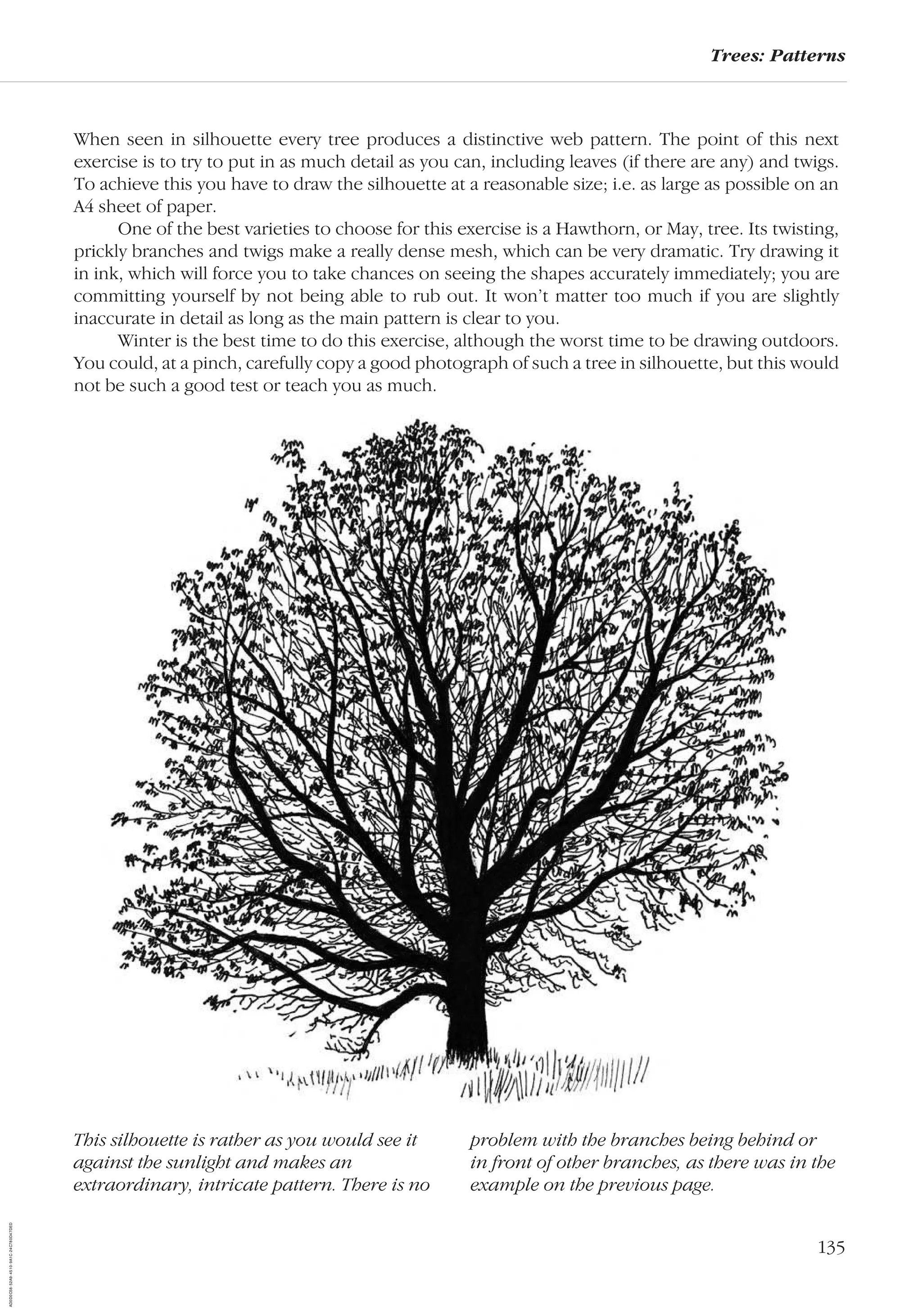 135
Trees: Patterns
When seen in silhouette every tree produces a distinctive web pattern. The point of this next
exercise is to try to put in as much detail as you can, including leaves (if there are any) and twigs.
To achieve this you have to draw the silhouette at a reasonable size; i.e. as large as possible on an
A4 sheet of paper.
One of the best varieties to choose for this exercise is a Hawthorn, or May, tree. Its twisting,
prickly branches and twigs make a really dense mesh, which can be very dramatic. Try drawing it
in ink, which will force you to take chances on seeing the shapes accurately immediately; you are
committing yourself by not being able to rub out. It won’t matter too much if you are slightly
inaccurate in detail as long as the main pattern is clear to you.
Winter is the best time to do this exercise, although the worst time to be drawing outdoors.
You could, at a pinch, carefully copy a good photograph of such a tree in silhouette, but this would
not be such a good test or teach you as much.
This silhouette is rather as you would see it
against the sunlight and makes an
extraordinary, intricate pattern. There is no
problem with the branches being behind or
in front of other branches, as there was in the
example on the previous page.
AD0D0C58-52A9-4510-9A1C-24C780D47DED
 