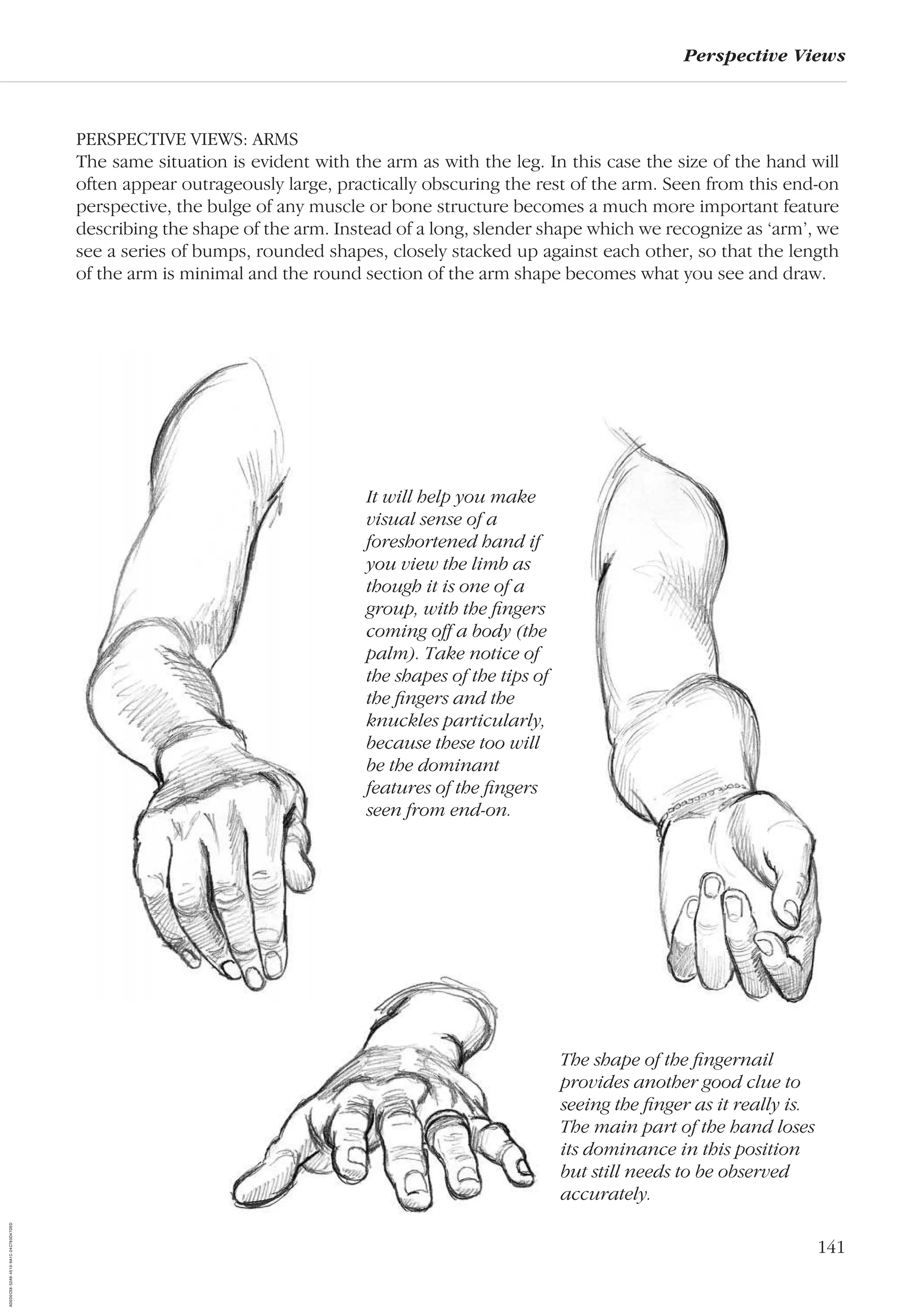 141
Perspective Views
PERSPECTIVE VIEWS: ARMS
The same situation is evident with the arm as with the leg. In this case the size of the hand will
often appear outrageously large, practically obscuring the rest of the arm. Seen from this end-on
perspective, the bulge of any muscle or bone structure becomes a much more important feature
describing the shape of the arm. Instead of a long, slender shape which we recognize as ‘arm’, we
see a series of bumps, rounded shapes, closely stacked up against each other, so that the length
of the arm is minimal and the round section of the arm shape becomes what you see and draw.
The shape of the ﬁngernail
provides another good clue to
seeing the ﬁnger as it really is.
The main part of the hand loses
its dominance in this position
but still needs to be observed
accurately.
It will help you make
visual sense of a
foreshortened hand if
you view the limb as
though it is one of a
group, with the ﬁngers
coming off a body (the
palm). Take notice of
the shapes of the tips of
the ﬁngers and the
knuckles particularly,
because these too will
be the dominant
features of the ﬁngers
seen from end-on.
AD0D0C58-52A9-4510-9A1C-24C780D47DED
 