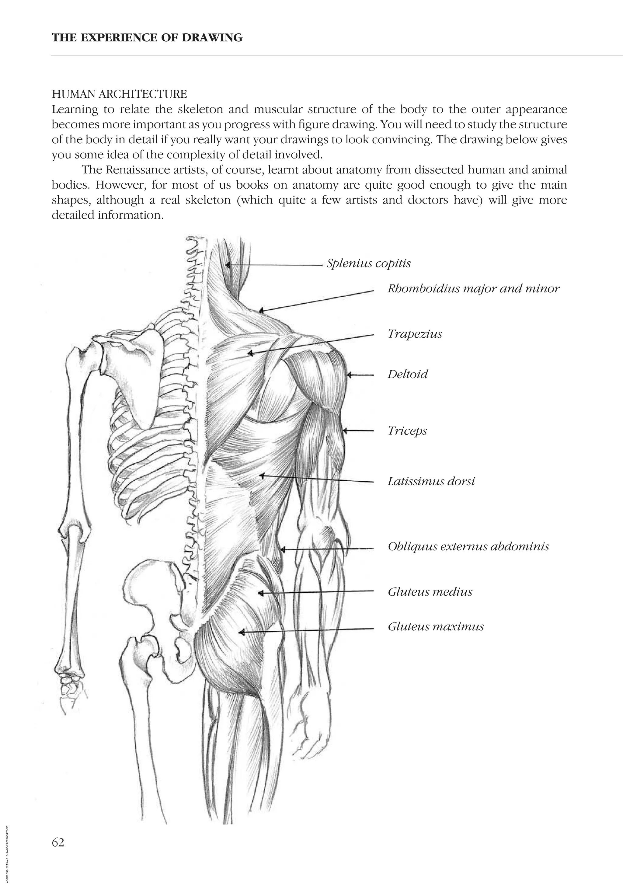 62
HUMAN ARCHITECTURE
Learning to relate the skeleton and muscular structure of the body to the outer appearance
becomes more important as you progress with ﬁgure drawing. You will need to study the structure
of the body in detail if you really want your drawings to look convincing. The drawing below gives
you some idea of the complexity of detail involved.
The Renaissance artists, of course, learnt about anatomy from dissected human and animal
bodies. However, for most of us books on anatomy are quite good enough to give the main
shapes, although a real skeleton (which quite a few artists and doctors have) will give more
detailed information.
THE EXPERIENCE OF DRAWING
Rhomboidius major and minor
Trapezius
Deltoid
Triceps
Latissimus dorsi
Obliquus externus abdominis
Gluteus medius
Gluteus maximus
Splenius copitis
AD0D0C58-52A9-4510-9A1C-24C780D47DED
 