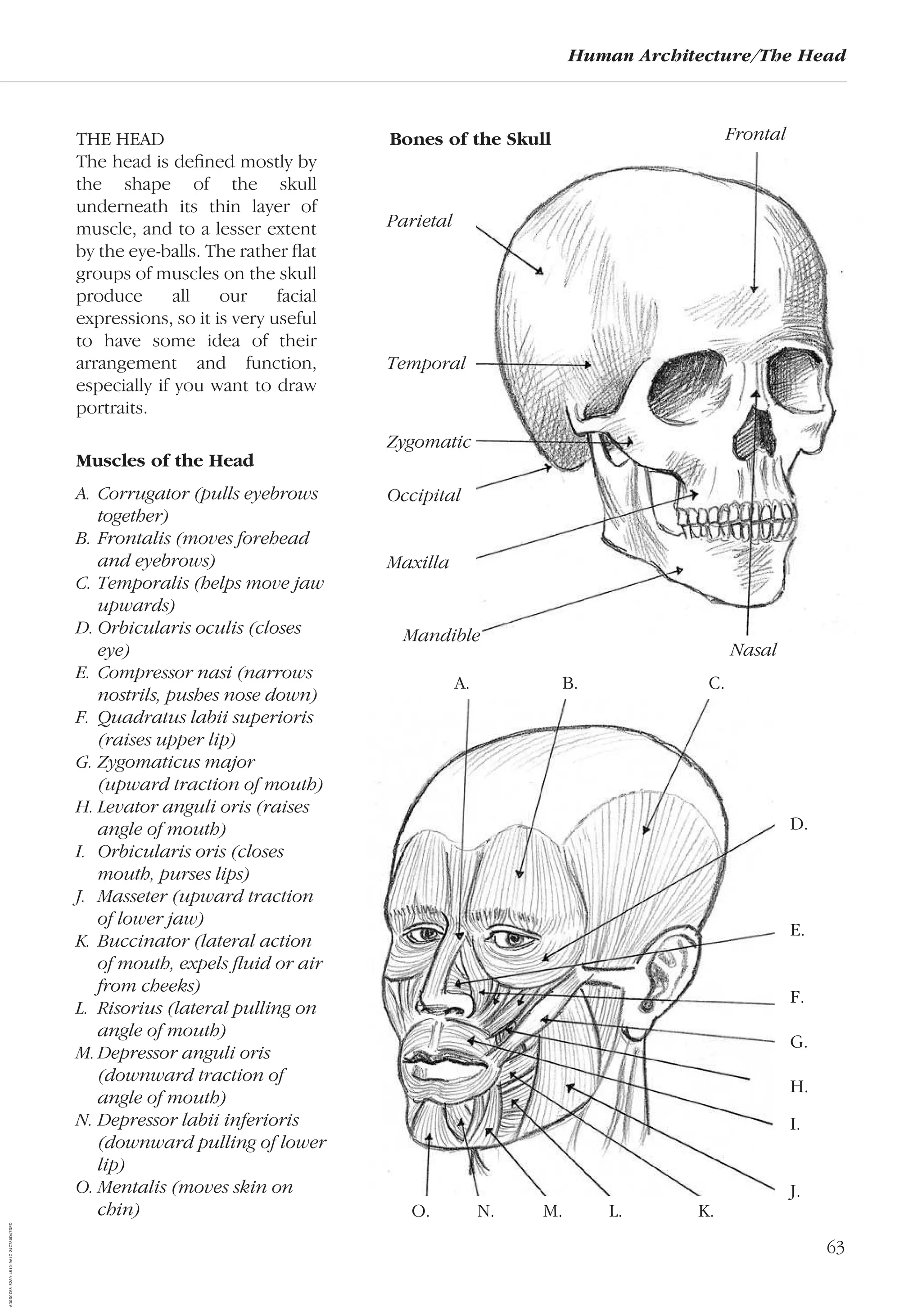 63
Human Architecture/The Head
THE HEAD
The head is deﬁned mostly by
the shape of the skull
underneath its thin layer of
muscle, and to a lesser extent
by the eye-balls. The rather ﬂat
groups of muscles on the skull
produce all our facial
expressions, so it is very useful
to have some idea of their
arrangement and function,
especially if you want to draw
portraits.
Muscles of the Head
A. Corrugator (pulls eyebrows
together)
B. Frontalis (moves forehead
and eyebrows)
C. Temporalis (helps move jaw
upwards)
D. Orbicularis oculis (closes
eye)
E. Compressor nasi (narrows
nostrils, pushes nose down)
F. Quadratus labii superioris
(raises upper lip)
G. Zygomaticus major
(upward traction of mouth)
H. Levator anguli oris (raises
angle of mouth)
I. Orbicularis oris (closes
mouth, purses lips)
J. Masseter (upward traction
of lower jaw)
K. Buccinator (lateral action
of mouth, expels ﬂuid or air
from cheeks)
L. Risorius (lateral pulling on
angle of mouth)
M.Depressor anguli oris
(downward traction of
angle of mouth)
N. Depressor labii inferioris
(downward pulling of lower
lip)
O. Mentalis (moves skin on
chin)
FrontalBones of the Skull
Mandible
Nasal
A. B. C.
D.
E.
F.
G.
H.
I.
J.
O. N. M. L. K.
Parietal
Temporal
Zygomatic
Occipital
Maxilla
AD0D0C58-52A9-4510-9A1C-24C780D47DED
 
