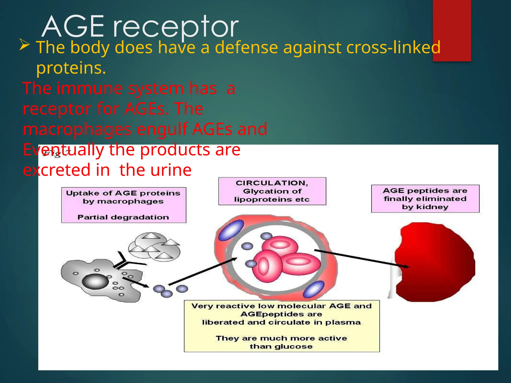  The body does have a defense against cross-linked
proteins.
The immune system has a
receptor for AGEs. The
macrophages engulf AGEs and
Eventually the products are
excreted in the urine
AGE receptor
 