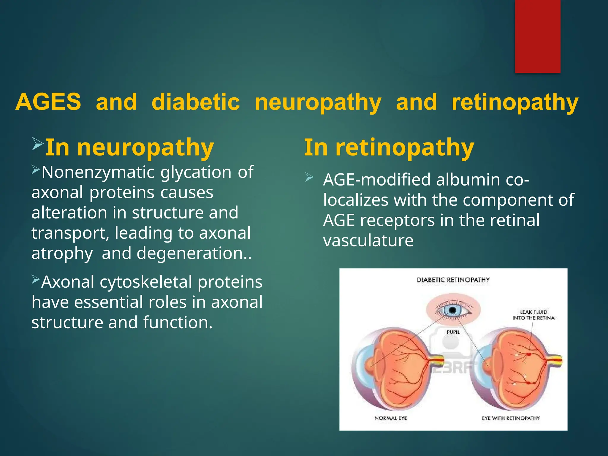 AGES and diabetic neuropathy and retinopathy
In neuropathy
Nonenzymatic glycation of
axonal proteins causes
alteration in structure and
transport, leading to axonal
atrophy and degeneration..
Axonal cytoskeletal proteins
have essential roles in axonal
structure and function.
In retinopathy
 AGE-modified albumin co-
localizes with the component of
AGE receptors in the retinal
vasculature
 