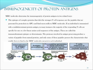 Advanced Immunology: Antigen Processing and Presentation