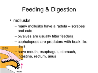 mollusks many mollusks have a radula – scrapes and cuts bivalves are usually filter feeders cephalopods are predators with beak-like jaws have mouth, esophagus, stomach, intestine, rectum, anus Feeding & Digestion 