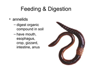 annelids digest organic compound in soil have mouth, esophagus, crop, gizzard, intestine, anus Feeding & Digestion 