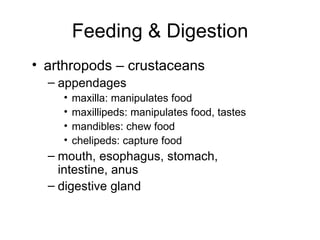 arthropods – crustaceans appendages maxilla: manipulates food maxillipeds: manipulates food, tastes mandibles: chew food chelipeds: capture food mouth, esophagus, stomach, intestine, anus digestive gland Feeding & Digestion 