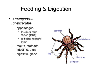 arthropods – chelicerates appendages chelicera (with poison gland) pedipalp: hold and chew mouth, stomach, intestine, anus digestive gland Feeding & Digestion 