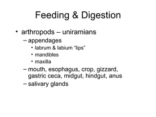 arthropods – uniramians appendages labrum & labium “lips” mandibles maxilla mouth, esophagus, crop, gizzard, gastric ceca, midgut, hindgut, anus salivary glands Feeding & Digestion 
