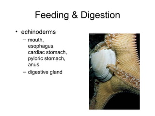 echinoderms mouth, esophagus, cardiac stomach, pyloric stomach, anus digestive gland Feeding & Digestion 