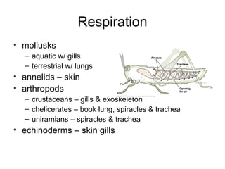 Respiration mollusks aquatic w/ gills terrestrial w/ lungs annelids – skin arthropods crustaceans – gills & exoskeleton chelicerates – book lung, spiracles & trachea uniramians – spiracles & trachea echinoderms – skin gills 