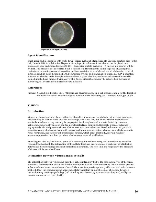 Echometer Model D Manual Lymphatic Drainage