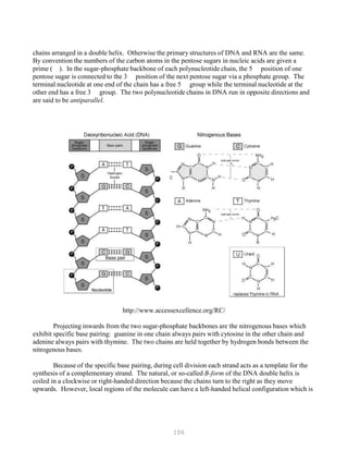 106
chains arranged in a double helix. Otherwise the primary structures of DNA and RNA are the same.
By convention the numbers of the carbon atoms in the pentose sugars in nucleic acids are given a
prime ( ). In the sugar-phosphate backbone of each polynucleotide chain, the 5 position of one
pentose sugar is connected to the 3 position of the next pentose sugar via a phosphate group. The
terminal nucleotide at one end of the chain has a free 5 group while the terminal nucleotide at the
other end has a free 3 group. The two polynucleotide chains in DNA run in opposite directions and
are said to be antiparallel.
http://www.accessexcellence.org/RC/
Projecting inwards from the two sugar-phosphate backbones are the nitrogenous bases which
exhibit specific base pairing: guanine in one chain always pairs with cytosine in the other chain and
adenine always pairs with thymine. The two chains are held together by hydrogen bonds between the
nitrogenous bases.
Because of the specific base pairing, during cell division each strand acts as a template for the
synthesis of a complementary strand. The natural, or so-called B-form of the DNA double helix is
coiled in a clockwise or right-handed direction because the chains turn to the right as they move
upwards. However, local regions of the molecule can have a left-handed helical configuration which is
 