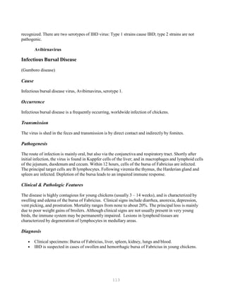113
recognized. There are two serotypes of IBD virus: Type 1 strains cause IBD; type 2 strains are not
pathogenic.
Avibirnavirus
Infectious Bursal Disease
(Gumboro disease)
Cause
Infectious bursal disease virus, Avibirnavirus, serotype 1.
Occurrence
Infectious bursal disease is a frequently occurring, worldwide infection of chickens.
Transmission
The virus is shed in the feces and transmission is by direct contact and indirectly by fomites.
Pathogenesis
The route of infection is mainly oral, but also via the conjunctiva and respiratory tract. Shortly after
initial infection, the virus is found in Kuppfer cells of the liver; and in macrophages and lymphoid cells
of the jejunum, duodenum and cecum. Within 12 hours, cells of the bursa of Fabricius are infected.
The principal target cells are B lymphocytes. Following viremia the thymus, the Harderian gland and
spleen are infected. Depletion of the bursa leads to an impaired immune response.
Clinical & Pathologic Features
The disease is highly contagious for young chickens (usually 3 – 14 weeks), and is characterized by
swelling and edema of the bursa of Fabricius. Clinical signs include diarrhea, anorexia, depression,
vent picking, and prostration. Mortality ranges from none to about 20%. The principal loss is mainly
due to poor weight gains of broilers. Although clinical signs are not usually present in very young
birds, the immune system may be permanently impaired. Lesions in lymphoid tissues are
characterized by degeneration of lymphocytes in medullary areas.
Diagnosis
• Clinical specimens: Bursa of Fabricius, liver, spleen, kidney, lungs and blood.
• IBD is suspected in cases of swollen and hemorrhagic bursa of Fabricius in young chickens.
 