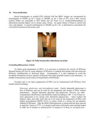 115
B. Virus purification
Bursal homogenates or pooled CEFs infected with the IBDV isolates are concentrated by
centrifugation at 50,000 xg for 3 hours or 100,000 xg for 1 hour at 4
C over a 40% sucrose
cushion. Pellets are suspended in NET buffer and are Freon (1,1,2, trichlorotrifluoroethane) or
chloroform extracted (figure 1.0) to release intact virions. An equal volume of Freon is mixed with
virus and agitated. A second centrifugation at 100,000 xg for 3 hr. is performed to concentrate the
virus before extraction of the nucleic acid.
Figure 1.0. Pellet formed after chloroform extraction
Controlling Ribonuclease Activity
To obtain good preparations of RNA, it is necessary to minimize the activity of RNAases
liberated during cell lysis by using inhibitors of RNAases or methods that disrupt cells and inactivate
RNAases simultaneously as discussed below. Consequently, it is also important to avoid the
accidental introduction of trace amounts of RNAase from other potential sources in the laboratory. A
number of precautions can be used to avoid problems with RNAases.
If proper care is not taken, preparations of RNA can be contaminated with RNAases from
outside sources including:
Glassware, plasticware, and electrophoresis tanks. Sterile, disposable plasticware is
free of RNAases and can be used for the preparation and storage of RNA without
pretreatment. General laboratory glassware and plasticware, however, are often
contaminated with RNAases and should be treated by baking at 180 C for 8 hours or
more (glassware) or by rinsing with chloroform (plasticware). Some workers fill
beakers, tubes, and other items that are to be used for the preparation of RNA with
diethyl pyrocarbonate (DEPC) (0.1% in water), which is a strong, but not absolute,
inhibitor of RNAases. After the DEPC-filled glassware or plasticware has been allowed
to stand for 2 hours at 37
C, it is rinsed several times with sterile water and then heated
to 100C for 15 minutes or autoclaved for 15 minutes at 15 lb/sq. in. on liquid cycle.
 