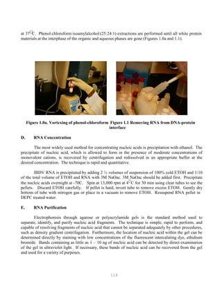 118
PP
at 37
C. Phenol:chloroform:isoamylalcohol (25:24:1) extractions are performed until all white protein
materials at the interphase of the organic and aqueous phases are gone (Figures 1.0a and 1.1).
Figure 1.0a. Vortexing of phenol-chloroform Figure 1.1 Removing RNA from DNA-protein
interface
D. RNA Concentration
The most widely used method for concentrating nucleic acids is precipitation with ethanol. The
precipitate of nucleic acid, which is allowed to form in the presence of moderate concentrations of
monovalent cations, is recovered by centrifugation and redissolved in an appropriate buffer at the
desired concentration. The technique is rapid and quantitative.
IBDV RNA is precipitated by adding 2 ½ volumes of suspension of 100% cold ETOH and 1/10
of the total volume of ETOH and RNA with 3M NaOac. 3M NaOac should be added first. Precipitate
the nucleic acids overnight at -70C. Spin at 13,000 rpm at 4
C for 30 min using clear tubes to see the
pellets. Discard ETOH carefully. If pellet is hard, invert tube to remove excess ETOH. Gently dry
bottom of tube with nitrogen gas or place in a vacuum to remove ETOH. Resuspend RNA pellet in
DEPC treated water.
E. RNA Purification
Electrophoresis through agarose or polyacrylamide gels is the standard method used to
separate, identify, and purify nucleic acid fragments. The technique is simple, rapid to perform, and
capable of resolving fragments of nucleic acid that cannot be separated adequately by other procedures,
such as density gradient centrifugation. Furthermore, the location of nucleic acid within the gel can be
determined directly by staining with low concentrations of the fluorescent intercalating dye, ethidium
bromide. Bands containing as little as 1 – 10 ng of nucleic acid can be detected by direct examination
of the gel in ultraviolet light. If necessary, these bands of nucleic acid can be recovered from the gel
and used for a variety of purposes.
 