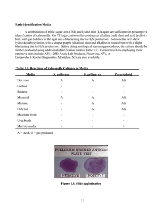 12
Basic Identification Media
A combination of triple-sugar-iron (TSI) and lysine-iron (LI) agars are sufficient for presumptive
identification of salmonella. On TSI agar, salmonellae produce an alkaline (red) slant and acid (yellow)
butt, with gas bubbles in the agar and a blackening due to HB
2BS production. Salmonellae will show
lysine decarboxylation, with a deeper purple (alkaline) slant and alkaline or neutral butt with a slight
blackening due to HB
2BS production. Before doing serological screening procedures, the culture should be
further evaluated using additional identification media (Table 1.0). Commercial kits employing more
extensive tests include API—20E (Analy Lab Products, Plainview, NY), or
Enterotube I (Roche Diagnostics, Montclair, NJ) are also available.
Table 1.0. Reactions of Salmonella Cultures in Media
Media S. pullorum S. gallinarun Paratyphoid
Dextrose A A AG
Lactose - - -
Sucrose - - -
Mannitol A A AG
Maltose - A AG
Dulcitol - A AG
Malonate broth - - -
Urea broth - - -
Motility media - - +
A = Acid, G = gas produced
Figure 1.0. Slide agglutination
 
