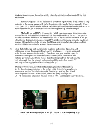 122
thicker or to concentrate the nucleic acid by ethanol precipitation rather than to fill the slot
completely.
For most purposes, it is not necessary to use a fresh pipette tip for every sample as long
as the tip is thoroughly washed with buffer from the anodic chamber between samples (Figure
1.3). However, if the gel is to be analyzed by hybridization or if bands of nucleic acid are to be
recovered from the gel, it is sensible to use a separate pipette tip for every sample.
Marker DNAs and RNAs of known size (which can be purchased from commercial
sources) should be loaded into slots on both the right and left sides of the gel. This makes it
easier to determine the sizes of unknown nucleic acids if any systematic distortion of the gel
should occur during electrophoresis. Since DNA and RNA of the same molecular weight can
migrate differently through the gel, you should have separate markers depending on which
nucleic acid you are testing for accurate size determination.
10. Close the lid of the gel tank and attach the electrical leads so that the nucleic acid
will migrate toward the anode (red lead). Apply a voltage of 1 – 5 V/cm (measured
as the distance between the electrodes). If the leads have been attached correctly,
bubbles should be generated at the anode and cathode (due to electrolysis) and,
within a few minutes, the bromo-phenol blue should migrate from the wells into the
body of the gel. Run the gel until the bromophenol blue and xylene cyanol FF
have migrated the appropriate distance through the gel.
During electrophoresis, the ethidium bromide migrates toward the cathode
(in the direction opposite to that of the nucleic acid). Extended electrophoresis
can remove much of the ethidium bromide from the gel, making detection of
small fragments difficult. If this occurs, restain the gel by soaking it for
30 – 45 minutes in a solution of ethidium bromide (0.5 g/ml) as previously described.
Figure 1.3a. Loading samples in the gel Figure 1.3b. Photography of gel
 