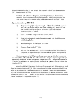 125
light shield which fits directly over the gel. The system is called Quick Shooter Model
QSP. It uses polaroid 667 film.
Caution: UV radiation is dangerous, particularly to the eyes. To minimize
exposure, make sure that the ultraviolet light source is adequately shielded and
wear protective goggles or a full safety mask that efficiently blocks UV light.
Agarose Separation of IBDV RNA
1) Prepare a minigel (30 ml) containing 1 TBE buffer with 0.8% agarose
and Etbr (300 ml for minigel and 2 liters for a big gel). Add 75 ul Etbr
for 30 ml gel and 500 ul Etbr for 200 ml gel. Add Etbr to a final
concentration of 0.5 mg/ml.
2) Load 5 ul of RNA sample with ul of loading buffer
3) Load molecular weight marker lambda phage cut with Hind III enzyme
with loading buffer.
4) Run the minigel at 40 to 60 volts for 2½ hrs.
5) Examine the gel under UV light.
6) The lane with the IBDV RNA should contain two double stranded bands
(segments) of approximately 3.2 kb and 2.8 kb (Figure 1.3), respectively.
Genome segment A (3,200 bp) encodes a precursor polyprotein that is processed
into mature VP2, VP3, and VP4. The VP2 contains the antigenic regions responsible for
neutralizing antibodies, and for serotype and subtype specificity. The genome segment B
(2,800 bp) encodes VP1, the putative double stranded (DS) RNA polymerase (Muller and
Nitschke, 1987).
Most often, IBDV RNA require further purification especially if they are to be used
for reverse transcription and PCR. When contaminated by DNA, proteins, cellular RNA’s
salts, etc. as indicated by extra bands or smear, are apparent, various procedures such as
DNAase treatment, differential precipitation in lithium chloride, Gelase treatment or Rnaid
Purification (Bio 101, Inc. La Jolla, CA) may be done. The genome of reovirus contains 10
double stranded RNA segments. (Figure 1.4)
 
