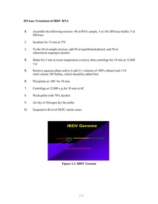 126
DNAase Treatment of IBDV RNA
5. Assemble the following mixture: 40 ul RNA sample, 5 ul 10x DNAase buffer, 5 ul
DNAase
2. Incubate for 15 min at 37C
3. To the 50 ul sample mixture, add 50 ul equilibrated phenol, and 50 ul
chloroform-isopropyl alcohol
5. Shake for 5 min at room temperature (vortex), then centrifuge for 10 min at 12,000
x g
5. Remove aqueous phase and to it add 2½ volumes of 100% ethanol and 1/10
total volume 3M NaOac, which should be added first.
5. Precipitate at -20C for 30 min.
7. Centrifuge at 12,000 x g for 30 min at 4C.
8. Wash pellet with 70% alcohol.
9. Air dry or Nitrogen dry the pellet.
10. Suspend in 40 ul of DEPC sterile water.
IBDV Genome
Figure 1.3. IBDV Genome
 