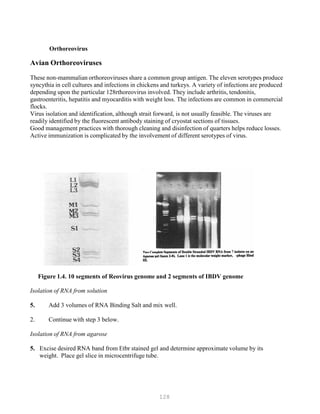 128
Orthoreovirus
Avian Orthoreoviruses
These non-mammalian orthoreoviruses share a common group antigen. The eleven serotypes produce
syncythia in cell cultures and infections in chickens and turkeys. A variety of infections are produced
depending upon the particular 128rthoreovirus involved. They include arthritis, tendonitis,
gastroenteritis, hepatitis and myocarditis with weight loss. The infections are common in commercial
flocks.
Virus isolation and identification, although strait forward, is not usually feasible. The viruses are
readily identified by the fluorescent antibody staining of cryostat sections of tissues.
Good management practices with thorough cleaning and disinfection of quarters helps reduce losses.
Active immunization is complicated by the involvement of different serotypes of virus.
Figure 1.4. 10 segments of Reovirus genome and 2 segments of IBDV genome
Isolation of RNA from solution
5. Add 3 volumes of RNA Binding Salt and mix well.
2. Continue with step 3 below.
Isolation of RNA from agarose
5. Excise desired RNA band from Etbr stained gel and determine approximate volume by its
weight. Place gel slice in microcentrifuge tube.
 