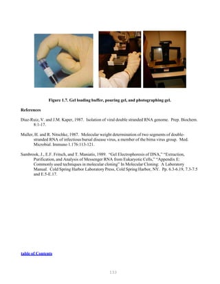 133
Figure 1.7. Gel loading buffer, pouring gel, and photographing gel.
References
Diaz-Ruiz, V. and J.M. Kaper, 1987. Isolation of viral double stranded RNA genome. Prep. Biochem.
8:1-17.
Muller, H. and R. Nitschke, 1987. Molecular weight determination of two segments of double-
stranded RNA of infectious bursal disease virus, a member of the birna virus group. Med.
Microbial. Immuno 1.176:113-121.
Sambrook, J., E.F. Fritsch, and T. Maniatis, 1989. “Gel Electrophoresis of DNA,” “Extraction,
Purification, and Analysis of Messenger RNA from Eukaryotic Cells,” “Appendix E:
Commonly used techniques in molecular cloning” In Molecular Cloning: A Laboratory
Manual. Cold Spring Harbor Laboratory Press, Cold Spring Harbor, NY. Pp. 6.3-6.19, 7.3-7.5
and E.5-E.17.
Utable of Contents
 