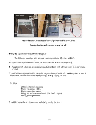 135
http://arbl.cvmbs.colostate.edu/hbooks/genetics/biotech/index.html
Pouring, loading, and running an agarose gel.
Setting Up Digestions with Restriction Enzymes
The following procedure is for a typical reaction containing 0.2—1 µg of DNA.
For digestion of larger amounts of DNA, the reaction should be scaled appropriately.
5. Place the DNA solution in a sterile microfuge tube and mix with sufficient water to give a volume
of 18 ul.
2. Add 2 ul of the appropriate 10 x restriction enzyme digestion buffer. (2 x KGB may also be used if
the solution volumes are adjusted appropriately.) Mix by tapping the tube.
2 x KGB
200 mM potassium glutamate
50 mM Tris-acetate (pH 7.5)
20 mM magnesium acetate
100 µg /ml bovine serum albumin (Fraction V; Sigma)
1 mM -mercaptoethanol
3. Add 1-2 units of restriction enzyme, and mix by tapping the tube.
 