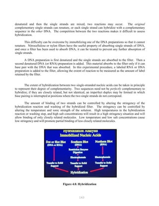 143
denatured and then the single strands are mixed, two reactions may occur. The original
complementary single strands can renature, or each single strand can hybridize with a complementary
sequence in the other DNA. The competition between the two reactions makes it difficult to assess
hybridization.
This difficulty can be overcome by immobilizing one of the DNA preparations so that it cannot
renature. Nitrocellulose or nylon filters have the useful property of absorbing single strands of DNA,
and once a filter has been used to absorb DNA, it can be treated to prevent any further absorption of
single strands.
A DNA preparation is first denatured and the single strands are absorbed to the filter. Then a
second denatured DNA (or RNA) preparation is added. This material absorbs to the filter only if it can
base pair with the DNA that was absorbed. In this experimental procedure, a labeled RNA or DNA
preparation is added to the filter, allowing the extent of reaction to be measured as the amount of label
retained by the filter.
The extent of hybridization between two single-stranded nucleic acids can be taken in principle
to represent their degree of complementarity. Two sequences need not be perfectly complementary to
hybridize; if they are closely related, but not identical, an imperfect duplex may be formed in which
base pairing is interrupted at positions where the two single strands do not correspond.
The amount of binding of two strands can be controlled by altering the stringency of the
hybridization reaction and washing of the hybridized filter. The stringency can be controlled by
altering the temperature and ionic strength of the solution. High temperatures in the hybridization
reaction or washing step, and high salt concentrations will result in a high stringency situation and will
allow binding of only closely related molecules. Low temperature and low salt concentrations cause
low stringency and will promote partial binding of less closely related molecules.
Figure 4.0. Hybridization
 