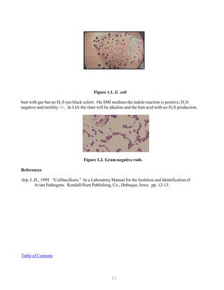 15
Figure 1.1. E. coli
butt with gas but no HB
2BS (no black color). On SMI medium the indole reaction is positive, HB
2BS
negative and motility +/-. In LIA the slant will be alkaline and the butt acid with no HB
2BS production.
Figure 1.2. Gram negative rods
References
Arp, L.H., 1989. "Colibacillosis." In a Laboratory Manual for the Isolation and Identification of
Avian Pathogens. Kendall/Hunt Publishing, Co., Dubuque, Iowa. pp. 12-13.
UTable of Contents
 