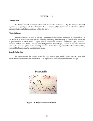 16
PASTEURELLA
Introduction
The disease caused by the infection with Pasteurella multocida, a bipolar encapsulated rod
(figure 1.3), in poultry is called fowl cholera. It is common world wide and affects all species of birds
including turkeys, chickens, quail and wild water fowl.
Clinical disease
The disease occurs in birds of any age, but is more common in semi mature to mature birds. It
can occur as an acute septicemic disease with high morbidity and mortality, or chronic with low level
of performance in adult flocks. Signs include depression, diarrhea, respiratory signs, cyanosis,
lameness and/or acute death. Lesions include hyperemia, hemorrhages, swollen liver, focal necrotic
areas in the liver and spleen and increased pericardial fluids. Swollen joints and exudate in the wattles,
comb and turbinates may be seen in chronic cases.
Sample Collection
The organism may be isolated from the liver, spleen, gall bladder, bone marrow, heart and
affected joints with a sterile needle or swab. The organism is fairly stable on short term storage.
Pasteurella
Figure 1.3. Bipolar encapsulated rods
 