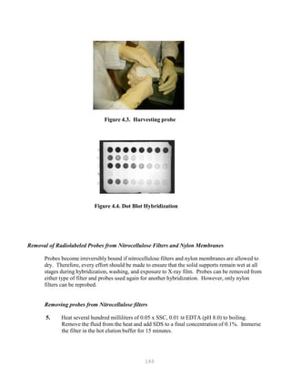 160
Figure 4.3. Harvesting probe
Figure 4.4. Dot Blot Hybridization
Removal of Radiolabeled Probes from Nitrocellulose Filters and Nylon Membranes
Probes become irreversibly bound if nitrocellulose filters and nylon membranes are allowed to
dry. Therefore, every effort should be made to ensure that the solid supports remain wet at all
stages during hybridization, washing, and exposure to X-ray film. Probes can be removed from
either type of filter and probes used again for another hybridization. However, only nylon
filters can be reprobed.
Removing probes from Nitrocellulose filters
5. Heat several hundred milliliters of 0.05 x SSC, 0.01 M EDTA (pH 8.0) to boiling.
Remove the fluid from the heat and add SDS to a final concentration of 0.1%. Immerse
the filter in the hot elution buffer for 15 minutes.
 