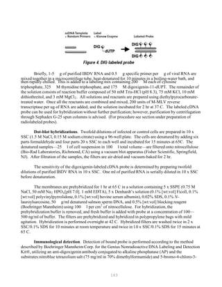 163
P
P
Briefly, 1-5 g of purified IBDV RNA and 0.5 g specific primer per g of viral RNA are
mixed together in a microcentrifuge tube, heat-denatured for 10 minutes in a boiling-water bath, and
then rapidly chilled. This is added to a labeling mix containing 200 M each of cytosine
triphosphate, 325 M thymidine triphosphate, and 175 M digoxigenin-11-dUPT. The remainder of
the solution consists of reaction buffer composed of 50 mM Tris-HCl (pH 8.3), 75 mM KCl, 10 mM
dithiothreitol, and 3 mM MgClB
2B. All solutions and reactants are prepared using diethylpyrocarbonate-
treated water. Once all the reactants are combined and mixed, 200 units of M-MLV reverse
transcriptase per ug of RNA are added, and the solution incubated for 2 hr at 37 C. The labeled cDNA
probe can be used for hybridization without further purification; however, purification by centrifugation
through Sephadex G-25 spun columns is advised. (For procedure see section under preparation of
radiolabeled probes).
Dot-blot hybridizations. Twofold dilutions of infected or control cells are prepared in 10 x
SSC (1.5 M NaCl, 0.15 M sodium citrate) using a 96-well plate. The cells are denatured by adding six
parts formaldehyde and four parts 20 x SSC to each well and incubated for 15 minutes at 65C. The
denatured samples—25 l of cell suspension in 100 l total volume—are filtered onto nitrocellulose
(Bio-Rad Laboratories, Richmond, CA) using a vacuum blot apparatus (Fisher Scientific, Springfield,
NJ). After filtration of the samples, the filters are air-dried and vacuum-baked for 2 hr.
The sensitivity of the digoxigenin-labeled cDNA probe is determined by preparing twofold
dilutions of purified IBDV RNA in 10 x SSC. One ml of purified RNA is serially diluted in 10 x SSC
before denaturation.
The membranes are prehybridized for 1 hr at 65 C in a solution containing 5 x SSPE (0.75 M
NaCl, 50 mM NaB
2B HPOB
4B[pH 7.0]. 1 mM EDTA), 5 x Denhardt’s solution (0.1% [wt:vol] Ficoll, 0.1%
[wt:vol] polyvinylpyrrolidone, 0.1% [wt:vol] bovine serum albumin), 0.02% SDS, 0.1% N-
lauroylsarcosine, 50 g/ml denatured salmon sperm DNA, and 0.5% [wt:vol] blocking reagent
(Boehringer Mannheim) using 100 l per cm2
of nitrocellulose. For hybridization, the
prehybridization buffer is removed, and fresh buffer is added with probe at a concentration of 100—
500 ng/ml of buffer. The filters are prehybridized and hybridized in polypropylene bags with mild
agitation. Hybridization is performed overnight at 42 C. Hybridized filters are washed twice in 2 x
SSC/0.1% SDS for 10 minutes at room temperature and twice in l.0 x SSC/0.1% SDS for 15 minutes at
65 C.
Immunological detection. Detection of bound probe is performed according to the method
described by Boehringer Mannheim Corp. for the Genius Nonradioactive DNA Labeling and Detection
Kit®, utilizing an anti-digoxigenin antibody conjugated to alkaline phosphatase (AP) and the
substrates:nitroblue tetrazolium salt (75 mg/ml in 70% dimethylformamide) and 5-bromo-4-chloro-3-
 