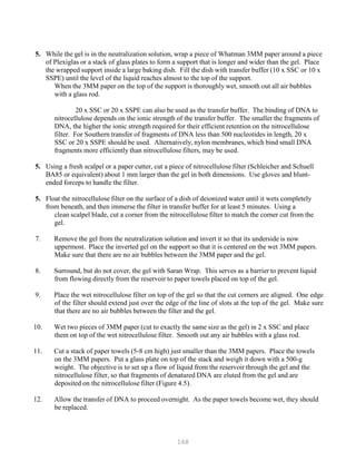 168
5. While the gel is in the neutralization solution, wrap a piece of Whatman 3MM paper around a piece
of Plexiglas or a stack of glass plates to form a support that is longer and wider than the gel. Place
the wrapped support inside a large baking dish. Fill the dish with transfer buffer (10 x SSC or 10 x
SSPE) until the level of the liquid reaches almost to the top of the support.
When the 3MM paper on the top of the support is thoroughly wet, smooth out all air bubbles
with a glass rod.
20 x SSC or 20 x SSPE can also be used as the transfer buffer. The binding of DNA to
nitrocellulose depends on the ionic strength of the transfer buffer. The smaller the fragments of
DNA, the higher the ionic strength required for their efficient retention on the nitrocellulose
filter. For Southern transfer of fragments of DNA less than 500 nucleotides in length, 20 x
SSC or 20 x SSPE should be used. Alternatively, nylon membranes, which bind small DNA
fragments more efficiently than nitrocellulose filters, may be used.
5. Using a fresh scalpel or a paper cutter, cut a piece of nitrocellulose filter (Schleicher and Schuell
BA85 or equivalent) about 1 mm larger than the gel in both dimensions. Use gloves and blunt-
ended forceps to handle the filter.
5. Float the nitrocellulose filter on the surface of a dish of deionized water until it wets completely
from beneath, and then immerse the filter in transfer buffer for at least 5 minutes. Using a
clean scalpel blade, cut a corner from the nitrocellulose filter to match the corner cut from the
gel.
7. Remove the gel from the neutralization solution and invert it so that its underside is now
uppermost. Place the inverted gel on the support so that it is centered on the wet 3MM papers.
Make sure that there are no air bubbles between the 3MM paper and the gel.
8. Surround, but do not cover, the gel with Saran Wrap. This serves as a barrier to prevent liquid
from flowing directly from the reservoir to paper towels placed on top of the gel.
9. Place the wet nitrocellulose filter on top of the gel so that the cut corners are aligned. One edge
of the filter should extend just over the edge of the line of slots at the top of the gel. Make sure
that there are no air bubbles between the filter and the gel.
10. Wet two pieces of 3MM paper (cut to exactly the same size as the gel) in 2 x SSC and place
them on top of the wet nitrocellulose filter. Smooth out any air bubbles with a glass rod.
11. Cut a stack of paper towels (5-8 cm high) just smaller than the 3MM papers. Place the towels
on the 3MM papers. Put a glass plate on top of the stack and weigh it down with a 500-g
weight. The objective is to set up a flow of liquid from the reservoir through the gel and the
nitrocellulose filter, so that fragments of denatured DNA are eluted from the gel and are
deposited on the nitrocellulose filter (Figure 4.5).
12. Allow the transfer of DNA to proceed overnight. As the paper towels become wet, they should
be replaced.
 