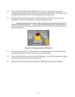 169
13. Remove the paper towels and the 3MM papers above the gel. Turn over the gel and the
nitrocellulose filter and lay them, gel side up, on a dry sheet of 3MM paper. Mark the positions
of the gel slots on the filter with a very-soft-lead pencil or a ballpoint pen.
14. Peel the gel from the filter and discard it. Soak the filter in 6 x SSC for 5 minutes at room
temperature. This removes any pieces of agarose sticking to the filter.
To assess the efficiency of transfer of DNA, the gel may be stained for 45 minutes in a
solution of ethidium bromide (0.5 g/ml in water) and examined by ultraviolet illumination.
Note that the intensity of fluorescence will be quite low because the DNA remaining in the gel
has been denatured.
Figure 4.5. Setting up transfer 169rthoreov
15. Remove the filter from the 6 x SSC and allow excess fluid to drain away. Place the filter flat
on a paper towel to dry for at least 30 minutes at room temperature.
16. Sandwich the filter between two sheets of dry 3MM paper. Fix the DNA to the filter by baking
for 30 minutes to 2 hours at 80C in a vacuum oven.
17. Hybridize the DNA immobilized on the filter to a labeled probe as previously described.
 