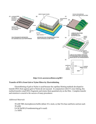 170
http://www.accessexcellence.org/RC/
Transfer of DNA from Gels to Nylon Filters by Electroblotting
Electroblotting of gels to Nylon is used because the capillary blotting methods developed to
transfer DNA from agarose gels to Nylon do not succeed. In conjunction with UV cross linking, this
method transfers small DNA fragments and retains them quantitatively on the filter. Complete transfer
and retention is crucial to the success of many procedures.
Additional Materials
50 mM TBE electrophoresis buffer (dilute 10 x stock, so that Tris base and boric acid are each
50 mM)
0.4 M NaOH (if nondenaturing gel is used)
2 x SSPE
 