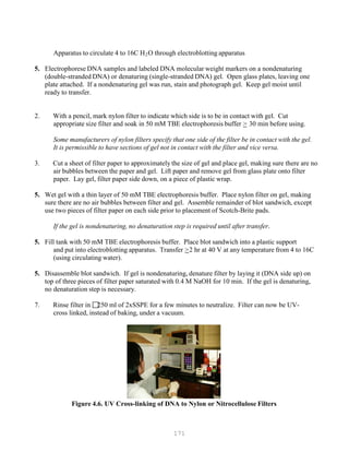 171
Apparatus to circulate 4 to 16C HB
2BO through electroblotting apparatus
5. Electrophorese DNA samples and labeled DNA molecular weight markers on a nondenaturing
(double-stranded DNA) or denaturing (single-stranded DNA) gel. Open glass plates, leaving one
plate attached. If a nondenaturing gel was run, stain and photograph gel. Keep gel moist until
ready to transfer.
2. With a pencil, mark nylon filter to indicate which side is to be in contact with gel. Cut
appropriate size filter and soak in 50 mM TBE electrophoresis buffer U>U 30 min before using.
Some manufacturers of nylon filters specify that one side of the filter be in contact with the gel.
It is permissible to have sections of gel not in contact with the filter and vice versa.
3. Cut a sheet of filter paper to approximately the size of gel and place gel, making sure there are no
air bubbles between the paper and gel. Lift paper and remove gel from glass plate onto filter
paper. Lay gel, filter paper side down, on a piece of plastic wrap.
5. Wet gel with a thin layer of 50 mM TBE electrophoresis buffer. Place nylon filter on gel, making
sure there are no air bubbles between filter and gel. Assemble remainder of blot sandwich, except
use two pieces of filter paper on each side prior to placement of Scotch-Brite pads.
If the gel is nondenaturing, no denaturation step is required until after transfer.
5. Fill tank with 50 mM TBE electrophoresis buffer. Place blot sandwich into a plastic support
and put into electroblotting apparatus. Transfer U>U2 hr at 40 V at any temperature from 4 to 16C
(using circulating water).
5. Disassemble blot sandwich. If gel is nondenaturing, denature filter by laying it (DNA side up) on
top of three pieces of filter paper saturated with 0.4 M NaOH for 10 min. If the gel is denaturing,
no denaturation step is necessary.
7. Rinse filter in 250 ml of 2xSSPE for a few minutes to neutralize. Filter can now be UV-
cross linked, instead of baking, under a vacuum.
Figure 4.6. UV Cross-linking of DNA to Nylon or Nitrocellulose Filters
 