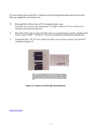 172
P P
UV cross-linking ensures that DNA is retained on filters during hybridization and when the nylon
filters are stripped for reuse (Figure 4.6).
5. Wrap wet filter with one layer of UV-transparent plastic wrap.
Keep filter wet to obtain a low background. Too high an effective UV dose will decrease
subsequent hybridization efficiency.
2. Place filter, DNA side up, under UV light source at a specific distance and for a length of time
to give a dose of 2400 W-min/cm2
, or to give an empirically determined optimum dose.
3. Unwrap the filter. The UV-cross linked nylon filter can be probed, stripped, and reprobed
indefinitely (Figure 4.7).
Figure 4.7 Southern and Dot Blot Hybridization
Utable of ContentsU
 