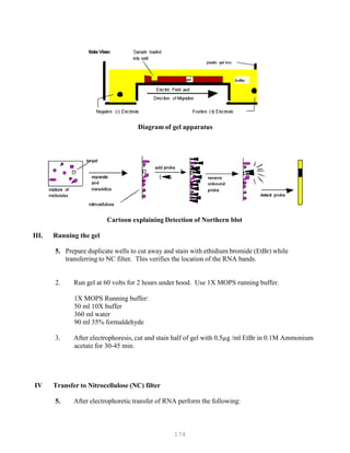 174
Diagram of gel apparatus
Cartoon explaining Detection of Northern blot
III. Running the gel
5. Prepare duplicate wells to cut away and stain with ethidium bromide (EtBr) while
transferring to NC filter. This verifies the location of the RNA bands.
2. Run gel at 60 volts for 2 hours under hood. Use 1X MOPS running buffer.
1X MOPS Running buffer:
50 ml 10X buffer
360 ml water
90 ml 35% formaldehyde
3. After electrophoresis, cut and stain half of gel with 0.5µg /ml EtBr in 0.1M Ammonium
acetate for 30-45 min.
IV Transfer to Nitrocellulose (NC) filter
5. After electrophoretic transfer of RNA perform the following:
 