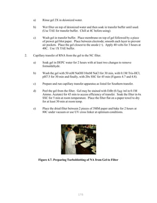 175
a)
b)
Rinse gel 2X in deionized water.
Wet filter on top of deionized water and then soak in transfer buffer until used.
(Use TAE for transfer buffer. Chill at 4C before using).
c) Wash gel in transfer buffer. Place membrane on top of gel followed by a piece
of prewet gel blot paper. Place between electrode; smooth each layer to prevent
air pockets. Place the gel closest to the anode (+). Apply 40 volts for 3 hours at
40C. Use 1X TAE buffer.
2. Capillary transfer of RNA from the gel to the NC filter.
a) Soak gel in DEPC water for 2 hours with at least two changes to remove
formaldehyde.
b) Wash the gel with 50 mM NaOH/10mM NaCl for 30 min, with 0.1M Tris-HCl,
pH7.5 for 30 min and finally, with 20x SSC for 45 min (Figures 4.7 and 4.8).
c) Prepare and run capillary transfer apparatus as listed for Southern transfer.
d) Peel the gel from the filter. Gel may be stained with EtBr (0.5µg /ml in 0.1M
Ammo. Acetate) for 45 min to access efficiency of transfer. Soak the filter in 6x
SSC for 5 min at room temperature. Place the filter flat on a paper towel to dry
for at least 30 min at room temp.
e) Place the dried filter between 2 pieces of 3MM paper and bake for 2 hours at
80C under vacuum or use UV cross linker at optimum conditions.
Figure 4.7. Preparing Turboblotting of NA from Gel to Filter
 