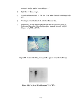 178
denatured labeled DNA (Figures 4.9and 4.11.).
d) Hybridize at 42C overnight.
e) Wash hybridized filters in 2x SSC in 0.1% SDS for 10 min at room temperature
(2x).
f) Wash again with 0.1x SSC/0.1% SDS for 15 min at 65C.
g) Immunological Detection (follow procedures outlined for digoxigenin in
Boehringer Mannheim’s kit or for biotin from Bethesda Research Lab Kit)
(Figures 4.10, 4.12, and 4.13).
Figure 4.9. Manual Pipetting of reagents for typical molecular technique
Figure 4.10 Northern Hybridization of IBDV RNA
 