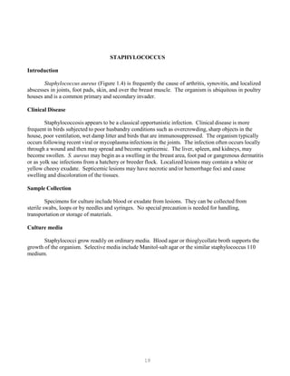 18
STAPHYLOCOCCUS
Introduction
Staphylococcus aureus (Figure 1.4) is frequently the cause of arthritis, synovitis, and localized
abscesses in joints, foot pads, skin, and over the breast muscle. The organism is ubiquitous in poultry
houses and is a common primary and secondary invader.
Clinical Disease
Staphylococcosis appears to be a classical opportunistic infection. Clinical disease is more
frequent in birds subjected to poor husbandry conditions such as overcrowding, sharp objects in the
house, poor ventilation, wet damp litter and birds that are immunosuppressed. The organism typically
occurs following recent viral or mycoplasma infections in the joints. The infection often occurs locally
through a wound and then may spread and become septicemic. The liver, spleen, and kidneys, may
become swollen. S. aureus may begin as a swelling in the breast area, foot pad or gangrenous dermatitis
or as yolk sac infections from a hatchery or breeder flock. Localized lesions may contain a white or
yellow cheesy exudate. Septicemic lesions may have necrotic and/or hemorrhage foci and cause
swelling and discoloration of the tissues.
Sample Collection
Specimens for culture include blood or exudate from lesions. They can be collected from
sterile swabs, loops or by needles and syringes. No special precaution is needed for handling,
transportation or storage of materials.
Culture media
Staphylococci grow readily on ordinary media. Blood agar or thioglycollate broth supports the
growth of the organism. Selective media include Manitol-salt agar or the similar staphylococcus 110
medium.
 