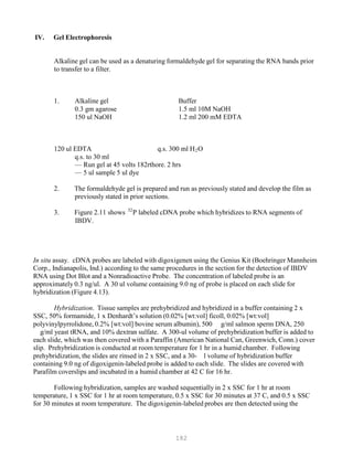 182
32
IV. Gel Electrophoresis
Alkaline gel can be used as a denaturing formaldehyde gel for separating the RNA bands prior
to transfer to a filter.
1. Alkaline gel Buffer
0.3 gm agarose 1.5 ml 10M NaOH
150 ul NaOH 1.2 ml 200 mM EDTA
120 ul EDTA q.s. 300 ml HB
2BO
q.s. to 30 ml
— Run gel at 45 volts 182rthore. 2 hrs
— 5 ul sample 5 ul dye
2. The formaldehyde gel is prepared and run as previously stated and develop the film as
previously stated in prior sections.
3. Figure 2.11 shows P
IBDV.
PP labeled cDNA probe which hybridizes to RNA segments of
In situ assay. cDNA probes are labeled with digoxigenen using the Genius Kit (Boehringer Mannheim
Corp., Indianapolis, Ind.) according to the same procedures in the section for the detection of IBDV
RNA using Dot Blot and a Nonradioactive Probe. The concentration of labeled probe is an
approximately 0.3 ng/ul. A 30 ul volume containing 9.0 ng of probe is placed on each slide for
hybridization (Figure 4.13).
Hybridization. Tissue samples are prehybridized and hybridized in a buffer containing 2 x
SSC, 50% formamide, 1 x Denhardt’s solution (0.02% [wt:vol] ficoll, 0.02% [wt:vol]
polyvinylpyrrolidone, 0.2% [wt:vol] bovine serum albumin), 500 g/ml salmon sperm DNA, 250
g/ml yeast tRNA, and 10% dextran sulfate. A 300-ul volume of prehybridization buffer is added to
each slide, which was then covered with a Paraffin (American National Can, Greenwich, Conn.) cover
slip. Prehybridization is conducted at room temperature for 1 hr in a humid chamber. Following
prehybridization, the slides are rinsed in 2 x SSC, and a 30- l volume of hybridization buffer
containing 9.0 ng of digoxigenin-labeled probe is added to each slide. The slides are covered with
Parafilm coverslips and incubated in a humid chamber at 42 C for 16 hr.
Following hybridization, samples are washed sequentially in 2 x SSC for 1 hr at room
temperature, 1 x SSC for 1 hr at room temperature, 0.5 x SSC for 30 minutes at 37 C, and 0.5 x SSC
for 30 minutes at room temperature. The digoxigenin-labeled probes are then detected using the
 